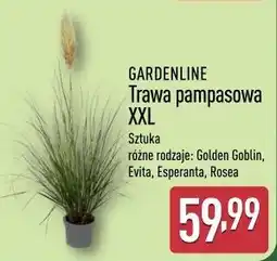 ALDI GARDENLINE Trawa pampasowa XXL oferta
