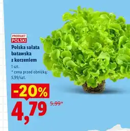 Lidl Polska sałata batawska z korzeniem oferta