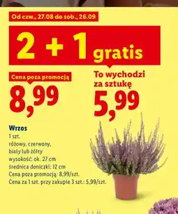 Lidl Wrzos oferta