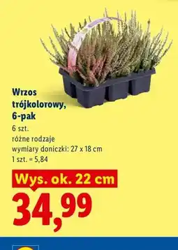 Lidl Wrzos trójkolorowy 6-pak oferta