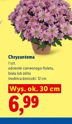 Lidl Chryzantema oferta