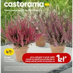 Castorama Wrzos śr. doniczki 11 cm oferta