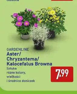 ALDI Aster Gardenline oferta