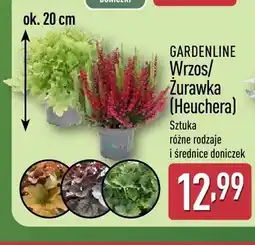 ALDI Żurawka Heuchera Gardenline oferta