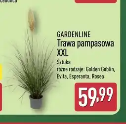 ALDI Trawa pampasowa Xxl Golden Goblin Gardenline oferta
