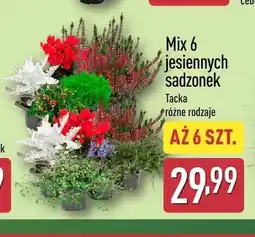 ALDI Mix 6 jesiennych sadzonek 6-pak Gardenline oferta