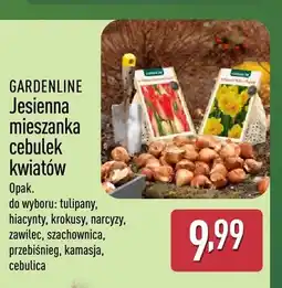 ALDI Jesienna mieszanka cebulek kwiatów hiacynty Gardenline oferta