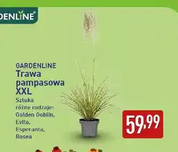 ALDI Trawa pampasowa Xxl Gardenline Evita oferta