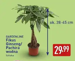 ALDI Pachira wodna Gardenline oferta