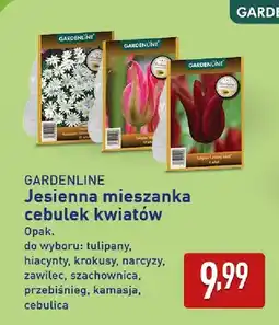 ALDI Jesienna mieszanka cebulek kwiatów hiacynty Gardenline oferta