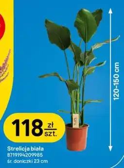 Castorama Strelicja biała oferta