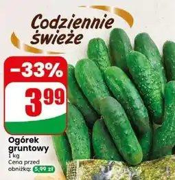 Dino Ogórek gruntowy oferta