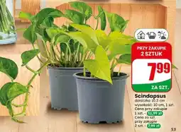 Dino Scindapsus oferta