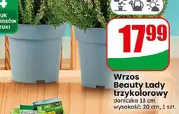 Dino Wrzos Beauty Lady trzykolorowy oferta