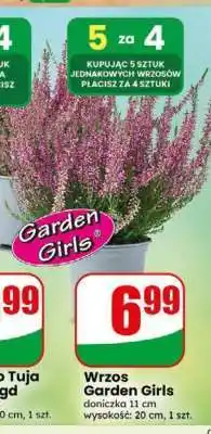 Dino Wrzos Garden Girls oferta