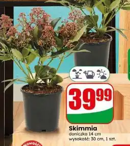 Dino Skimmia oferta