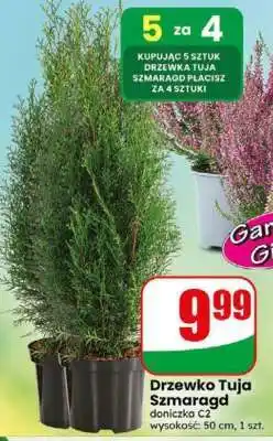 Dino Drzewko tuja szmaragd oferta