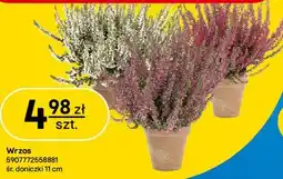 Castorama Wrzos oferta