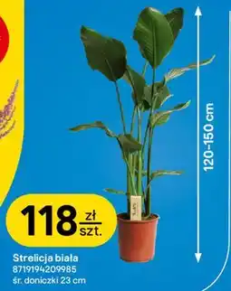 Castorama Strelicja biała oferta