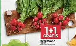 Stokrotka Rzodkiewka oferta