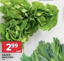 Stokrotka Salata Masłowa oferta