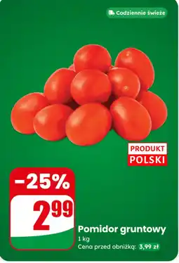 Dino Pomidor gruntowy oferta