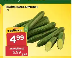 Stokrotka Ogórki szklarniowe oferta