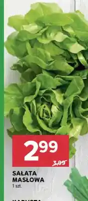 Stokrotka Sałata masłowa oferta