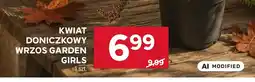 Stokrotka Kwiat doniczkowy wrzos Garden Girls oferta