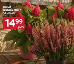 Stokrotka Kwiat doniczkowy Celozja oferta