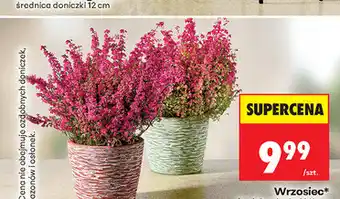 Biedronka Wrzosiec średnica doniczki 11 cm oferta