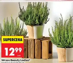 Biedronka Wrzos Beauty Ladies średnica doniczki 11 cm oferta