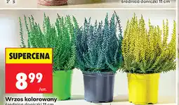 Biedronka Wrzos kolorowy średnica doniczki 11 cm oferta