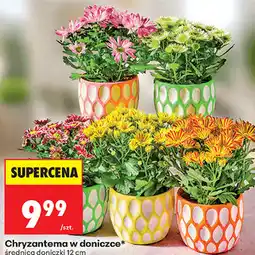 Biedronka Chryzantema w doniczce średnica doniczki 12 cm oferta