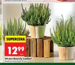 Biedronka Wrzos Beauty Ladies oferta