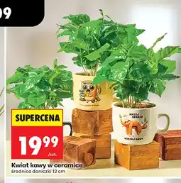 Biedronka Kwiat kawy w ceramice oferta