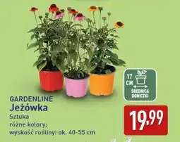 ALDI GARDENLINE Jeżówka oferta