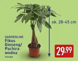 ALDI GARDENLINE Fikus Ginseng/Pachira wodna oferta