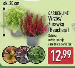 ALDI GARDENLINE Wrzos/Żurawka (Heuchera) oferta
