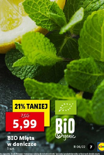 Lidl Mięta w doniczce 1 SZT oferta