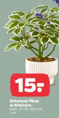 Netto Sztuczny fikus w doniczce oferta