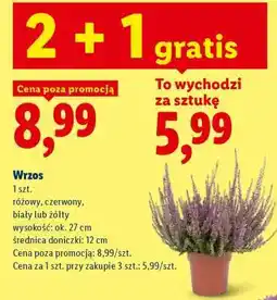 Lidl Wrzos oferta