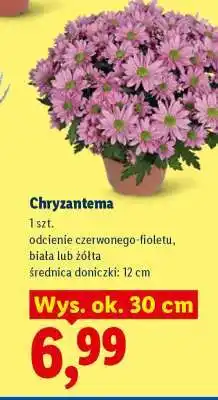 Lidl Chryzantema oferta