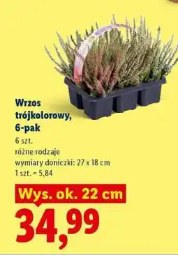 Lidl Wrzos trójkolorowy, 6-pak oferta