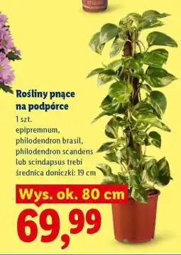 Lidl Rośliny pnące na podpórce oferta