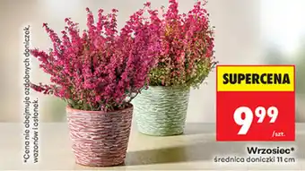 Biedronka Wrzosiec* oferta
