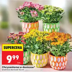 Biedronka Chryzantema w doniczce* oferta