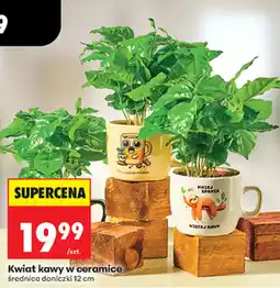 Biedronka Kwiat kawy w ceramice oferta