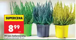 Biedronka Wrzos kolorowany oferta