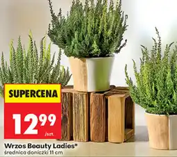 Biedronka Wrzos Beauty Ladies* oferta